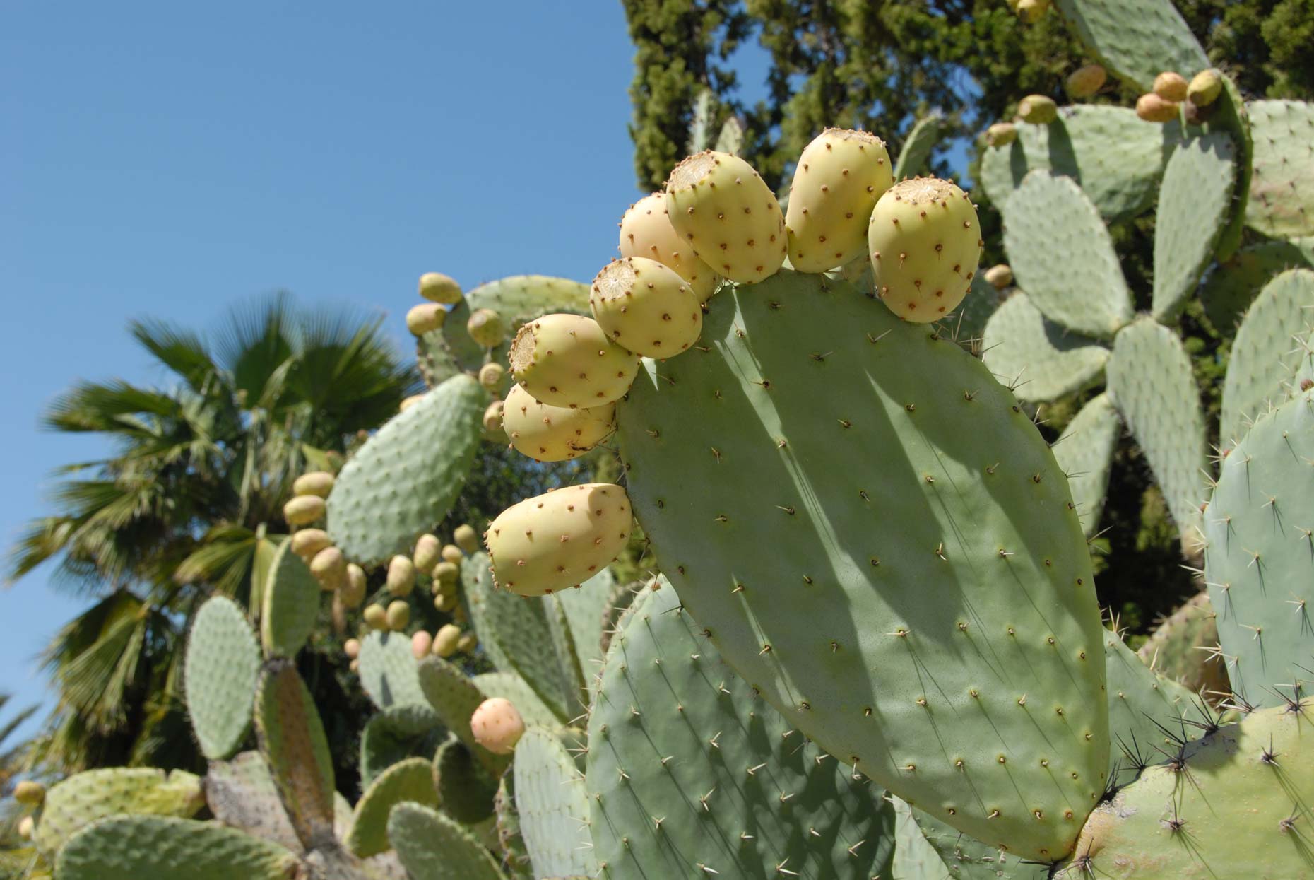 13-cactus